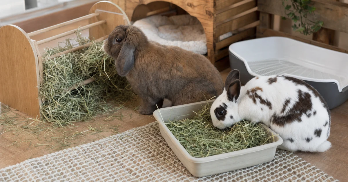 Two pet rabbits eating fresh hay from a low open feeder and a shallow floor tray beside a clean litter box in a bright home enclosure