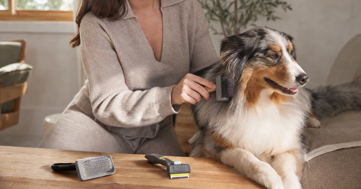 Dog receiving gentle coat grooming with a slicker brush beside a deshedding tool in a bright home setting